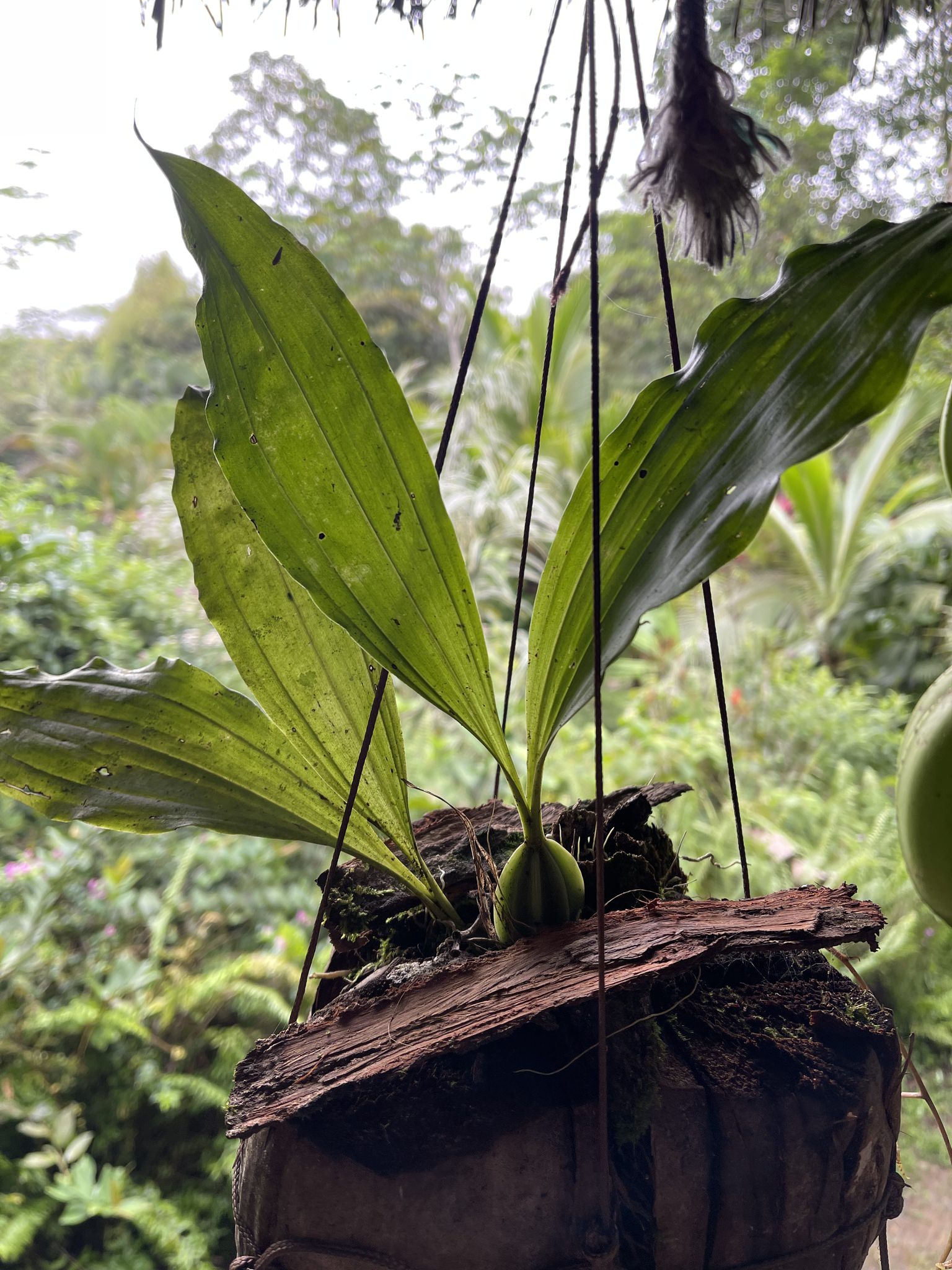 Gongora leucochila